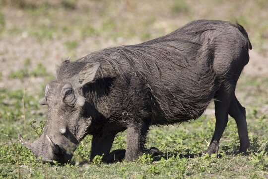 Common Warthog (Phacochoerus africanus), Chobe National Park, Botswana, Africa