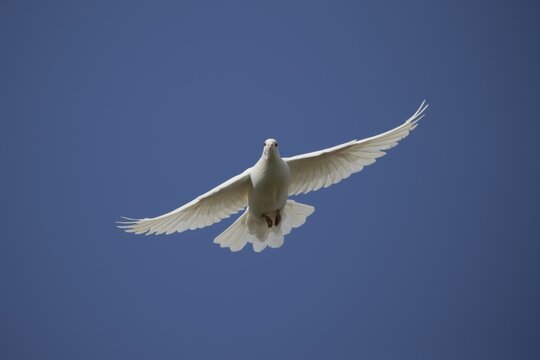 White dove (Streptopelia risoria) in flight, Suffolk, England, United Kingdom