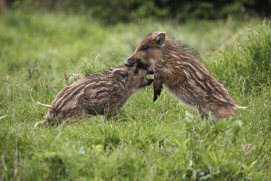 Wild boars (Sus scrofa), freshmen ,6 weeks, fighting, Allg&auml;u, Bavaria, Germany