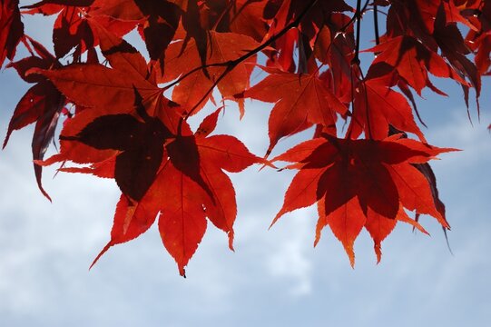 Downy Japanese Maple or Fullmoon Maple (Acer japonicum) with red autumn colouring against a blue sky