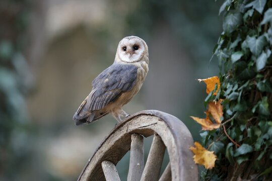 Common barn owl (Tyto alba), on an old wagon wheel, Czech Republic