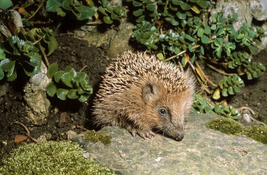 West European Hedgehog (Erinaceus europaeus) in a garden