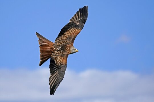 Red kite (Milvus milvus) flying, Germany