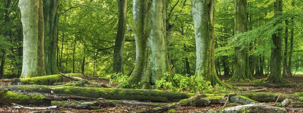 Huge old beech and oak trees with moss-covered roots in a former hut forest, dead wood lies on the ground, Reinhardswald, Sababurg jungle, Hesse, Germany