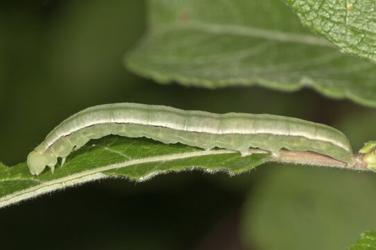 Herald Moth (Scoliopteryx libatrix), caterpillar, Untergroeningen, Baden-Wuerttemberg, Germany, Europe