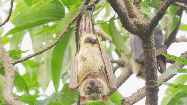 A pteropus megabat fruit bat, sulawesi flying fox, acerodon celebensis,hanging in a mango tree, communal roosting animal behavior, indonesia, southeast asia