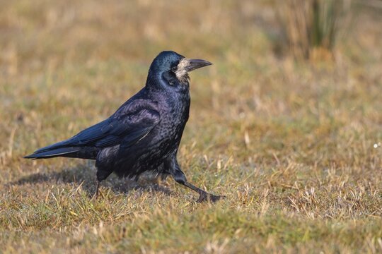 Rook (Corvus frugilegus), Lake D&uuml;mmer, Lembruch, Lower Saxony, Germany