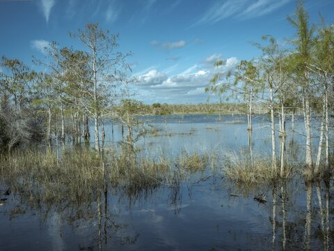 Lagoon, Big Cypress National Preserve, Everglades, North America, Florida, USA