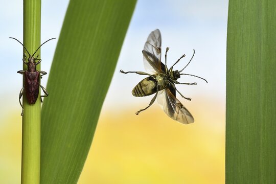 Donacia semicuprea (Donacia semicuprea) on the stem of the Common reed (Phragmites australis), Germany