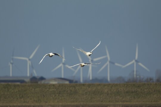 Whooper swan (Cygnus cygnus) three adult swans birds in flight with windfarm turbines in the background, Cambridgeshire, England, United Kingdom