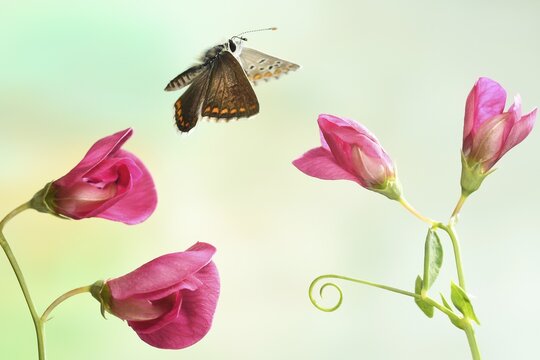 Brown argus (Aricia agestis), in flight, on Vetches (Vicia), Germany