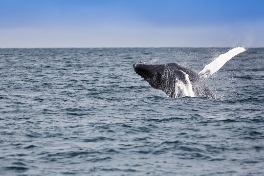 Humpback whale (Megaptera novaeangliae), powerful jump with turn, typical breaching, whale watching, Skj&aacute;lfandi Bay, Husavik, H&uacute;sav&iacute;k, North Iceland, Iceland