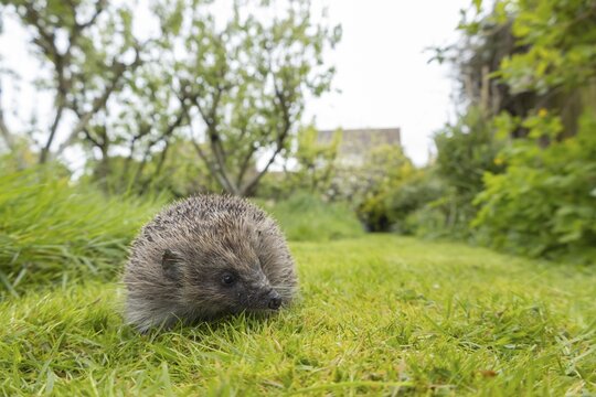 European hedgehog (Erinaceus europaeus) adult animal on a garden lawn, England, United Kingdom