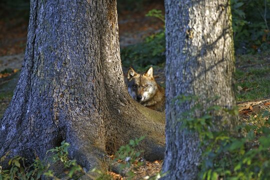 Resting Gray Wolf in autumnal landscape, outdoor enclosure Bavarian Forest, Germany
