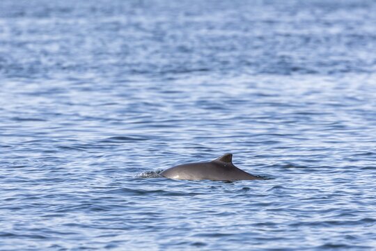 A Harbour porpoise (Phocoena phocoena) in the Baltic Sea, Denmark