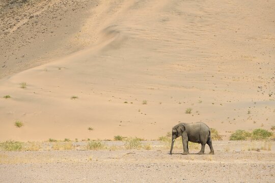 Desert elephant (Loxodonta africana) in front of a dune in the Huab dry river, Damaraland, Kunene region, Namibia
