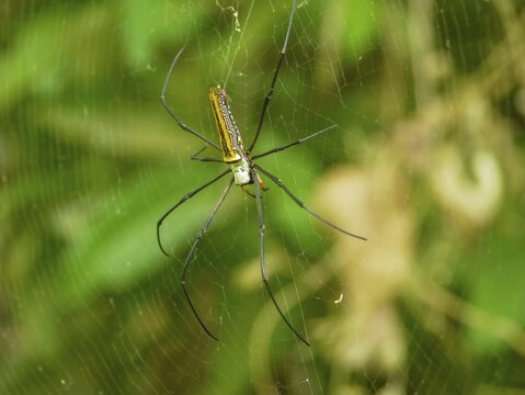 Large spider, silk spider (Nephila Pilipes) in a web, Sulawesi, Indonesia