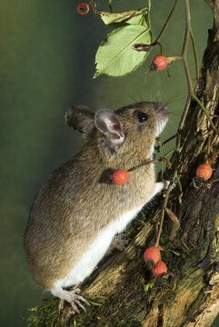 Yellow-necked Mouse (Apodemus flavicollis), Schwaz, Tyrol, Austria, Europe