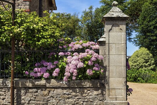 Pink flowering hydrangeas on an ornate wall, Auray, Morbihan, Brittany, France