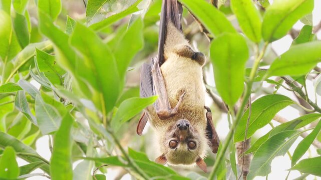 A cute sulawesi flying fox or fruit bat, acerodon celebensis, hanging in tree in indonesia, tropical animal in the wild, southeast asia