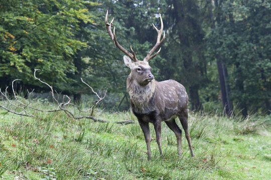 Sika deer, Spotted Deer or Japanese Deer (Cervus nippon), stag