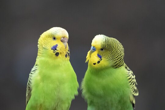 Two green Budgies (Melopsittacus undulatus) sitting opposite each other, captive, Germany