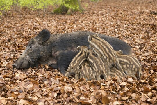 Wild Boars (Sus scrofa), sow suckling piglets, captive, North Rhine-Westphalia, Germany