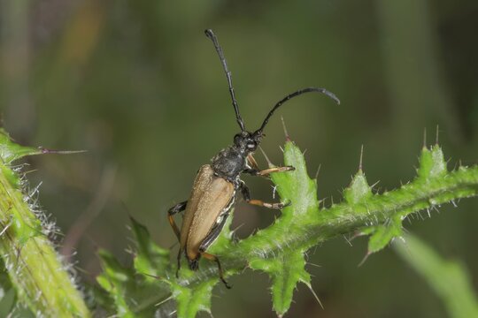 Close-up view of a spruce splint buck (Tetropium castaneum) on a stalk of thistle (Cirsium arvense), Baden- W&uuml;rttemberg, Germany