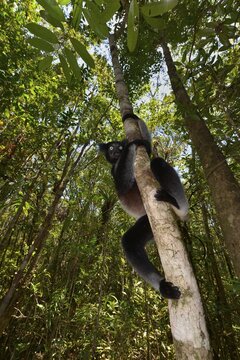 Indri (Indri indri), Analamazaotra National Park, Madagascar