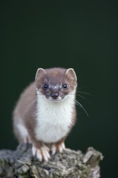 European stoat (Mustela erminea) adult animal portrait, United Kingdom