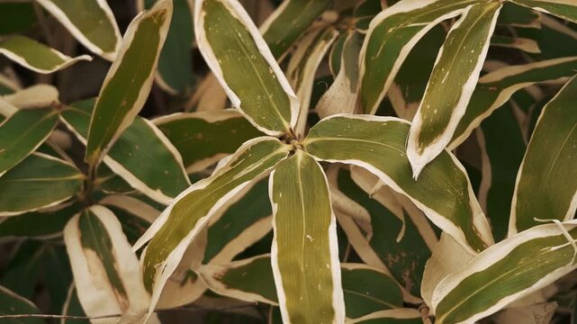 Close-up of gently swaying Kuma bamboo grass