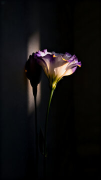 Purple Tipped Eustoma Lisianthus Flower in Sharp Light Beam on Dark Background, Moody Chiaroscuro Floral Photography, Concept of Elegance, Calmness and Grace, 4k