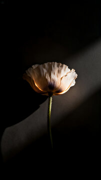 Single White Poppy Flower in Dramatic Chiaroscuro Lighting on Dark Background, Minimalist Fine Art Floral Photography, Concept of Fragility, Hope and Solitude, 4k