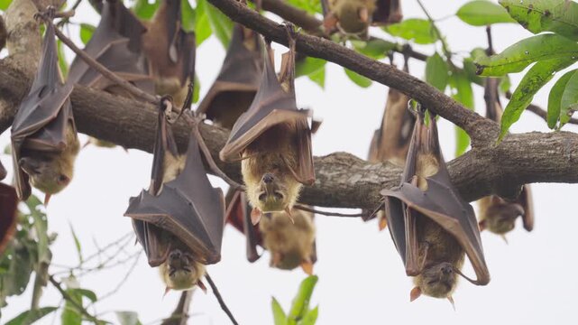 A fruit bat colony or sulawesi flying fox hanging in mango tree in indonesia, animals in the wild, animal behavior
