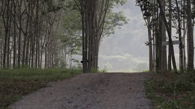 A dirt road leading through a tunnel of rubber trees towards lush misty mountains. Concept of journey, exploration, and future path.