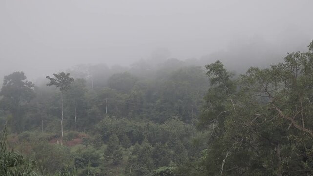 An atmospheric morning view over a young tropical durian and rubber tree plantation, with a winding earth road and deep mist in the forest beyond.