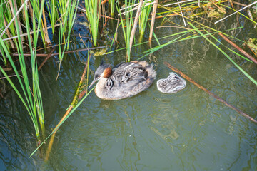 Fototapeta premium The water bird Great crested Grebe, Podiceps cristatus, swimming in the lake, and its cute babies riding on its back