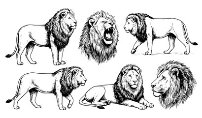 Lion Wildlife Animal Vintage Illustration Collection © Boloram