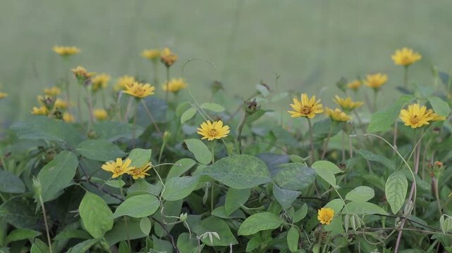 Close-up of beautiful little yellow flowers blooming in a lush green garden. Fresh natural background with soft focus bokeh.