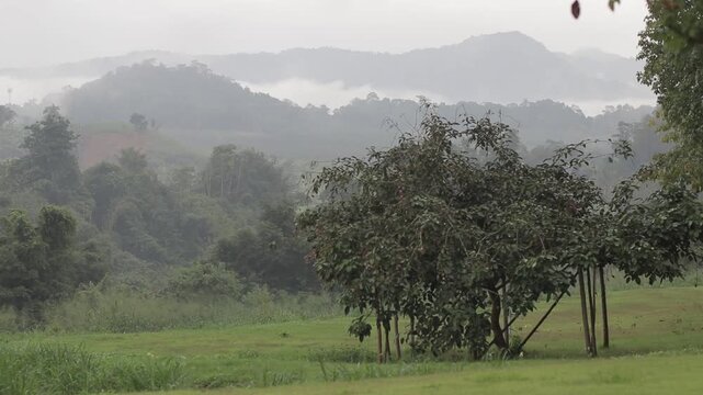A lush green tree standing in a vast grass field with misty mountains and tropical forest under an overcast sky. Serene and fresh nature landscape.