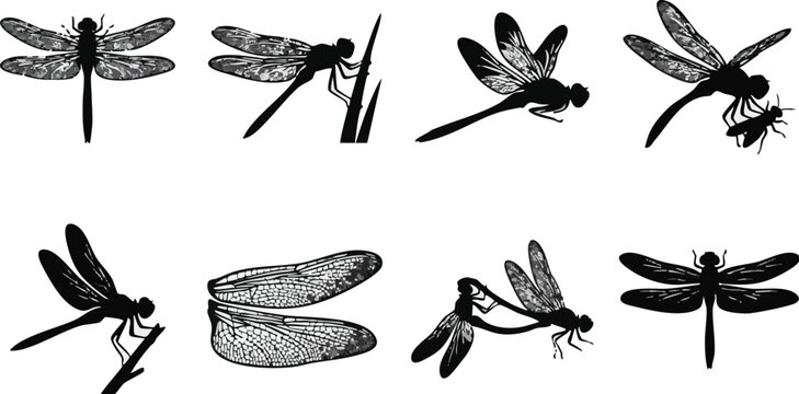 A set of eight detailed vector dragonfly illustrations in various flying positions and close-up views showcasing their delicate wings and bodies in black and white design