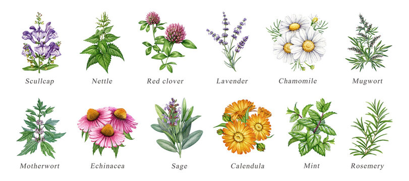 Apothecary herb clipart png set featuring medicinal plants. Hand painted watercolor botanical element collection for herbal products, wellness packaging, supplement branding and natural remedy labels