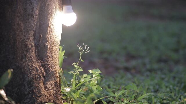 A warm light bulb glowing next to a tree trunk, illuminating small green plants and wild flowers in a dark night garden. Cozy nature background.