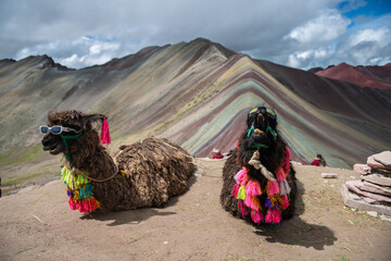 Cheerful alpaca with bright decoration resting near colorful mountain vinicunca © Jirawatfoto