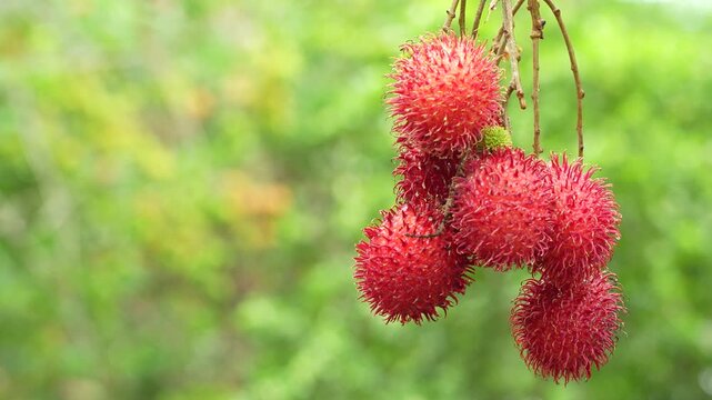 Detailed close view of a juicy ripe red rambutan cluster with selective focus.