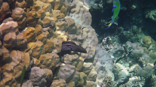 Moray eel, Gymnothorax javanicus, emerging from hard coral reef, surrounded by small tropical fish, underwater marine biodiversity, scuba diving tourism background