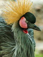 Obraz premium African crowned cranes in resting state