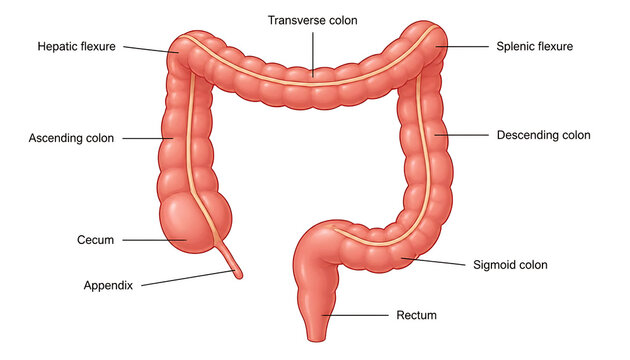 Anatomical illustration of human large intestine and colon anatomy