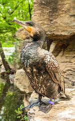 Obraz premium Cormorant close-up: Wild waterbird natural ecology photography