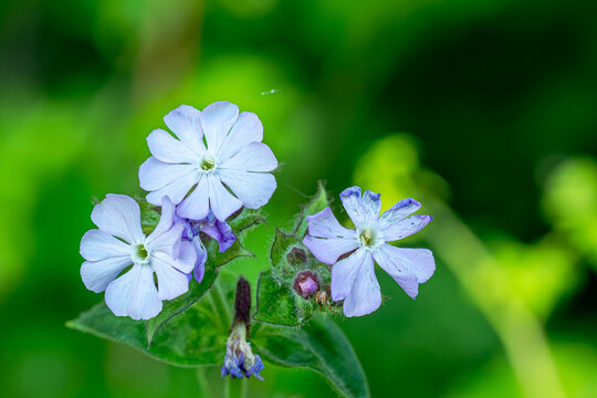 Diese Lichtnelken pr&auml;sentieren sich heute in einem so sanften Blau-Violett, als h&auml;tten sie gerade erst einen Tropfen vom Morgenhimmel eingefangen. Inmitten des tiefen, saftigen Gr&uuml;ns wirken sie wie kl